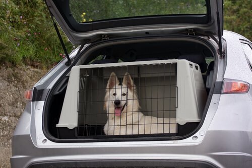 Para transportación de tu mascota via en carro o camioneta<br>