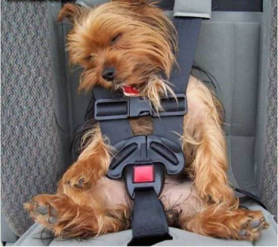 Viajas en Autobus? No, lo dejes... ellos pueden viajar contigo... <br>